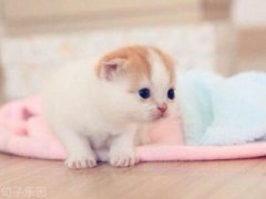 �������ժ�������Ű˽������ȴ��Ҫ��������