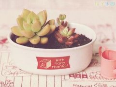 ΢�Ű�����¼��΢��˵˵�����������