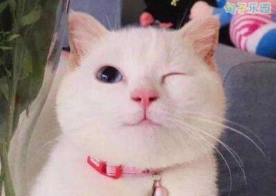 2019幽默滑稽句子 搞笑滑稽的说说