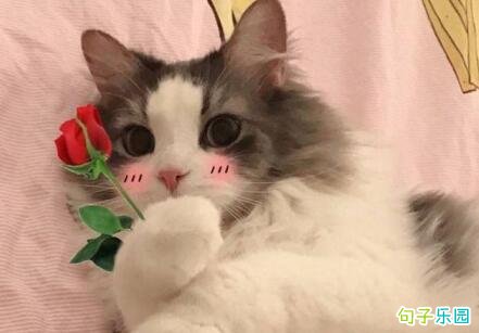 圣诞节可爱祝福语 圣诞快乐祝福语搞笑