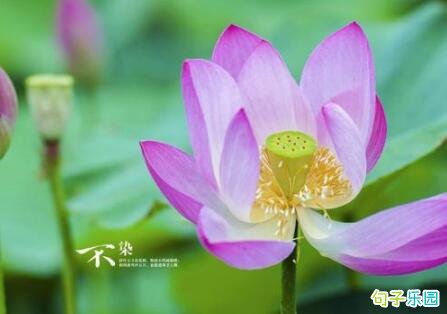 《步步惊心》经典优美台词 《步步惊心》最美的十句话