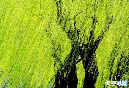 2020植树节推广口号 最新有创意的植树节标语