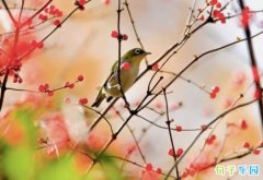 �ʺϷ�΢�������վ��� ΢���ܻ�ľ�������