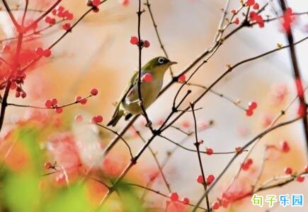 �ʺϷ�΢�������վ��� ΢���ܻ�ľ�������