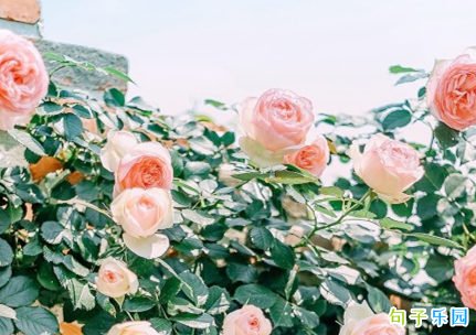 ����΢���簲���� �����ټ���������簲����