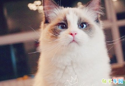 朋友圈哭穷段子 发朋友圈吃土的说说