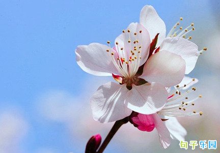 春暖花开的短句 春暖花开的朋友圈说说