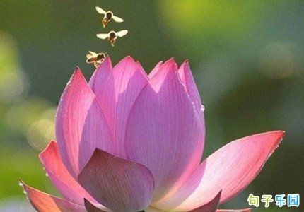 歌颂母亲母爱的名言 形容母亲伟大的名言