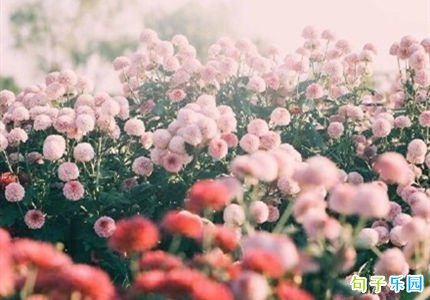 特别甜的短句 撩心短句肉麻情话