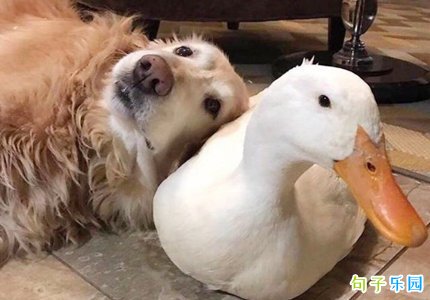 ��Ц��Ƿ��ľ��� һ������Ƥ�ľ���