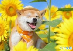�����ܶ��簲���� �簲��¼Ŭ��˵˵