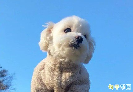可爱又搞笑的短句 幽默的朋友圈可爱句子