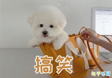 高质量文案句子搞笑