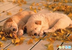 Ц����Ϣ�ĺ����İ� ����Ȧ�ر������İ�
