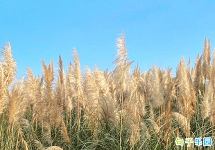 �����������İ� �����������Ȧ�İ�