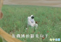 ��΢���ľ������� ��΢����������������