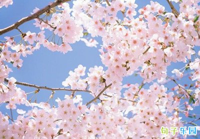 朋友圈晒樱花的说说 适合发樱花的朋友圈
