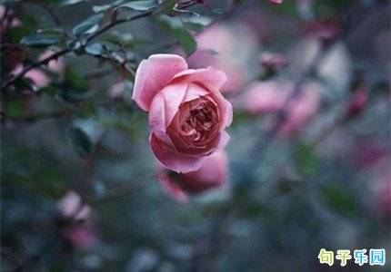 ��������Ȧ˵˵���� �ʺϷ�����Ȧ���ֶ�̬