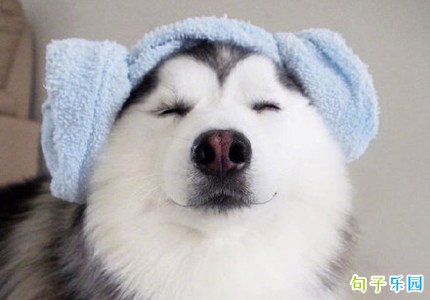 ��Ц����Ȧ�İ��̾䣬Ц����