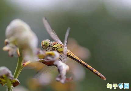 ������ĵĺþ��� �ǳ���������ĵĽ��