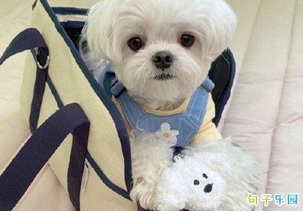 上热门吸引人的文案搞笑