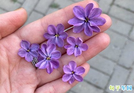 ����С���İ��̾�