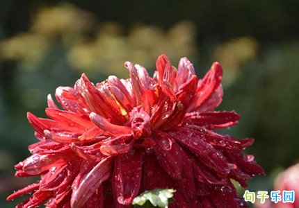 九月九日的句子说说 又到重阳节了怎么发朋友圈