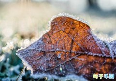 ����˪��ף���� ˪�������İ���