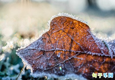 ����˪��ף���� ˪�������İ���