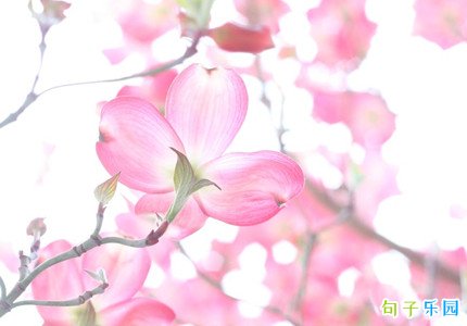春暖花开温暖的短句 春暖花开适合发的说说