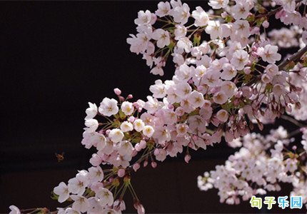 樱花抖音文案短句 樱花开了说说心情