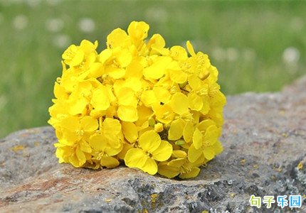 姐妹去看油菜花的说说 适合看油菜花发朋友圈的文案