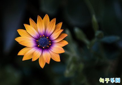 ʹ���������ĸ߼��İ�