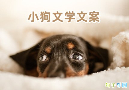 小狗文学文案大全