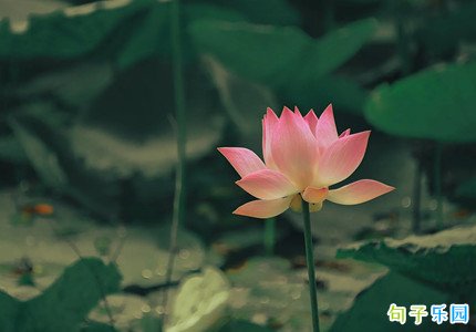 立夏的短句文案 立夏优美短句