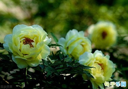 关于芒种节气朋友圈说说