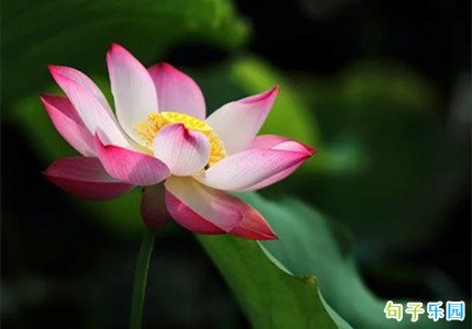 С���ף���̾� С����ʺ�����ף��