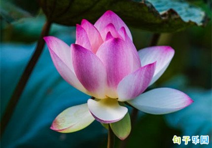 一眼就钟情的文案 一眼万年文案高质量