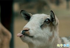 ��������Ĭ���� ����������г����