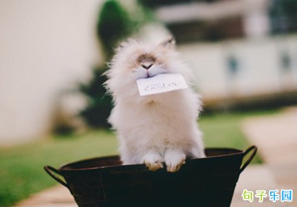 又拽又沙雕的文案