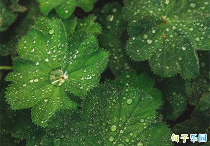 白露祝福短句 祝福白露的优美句子