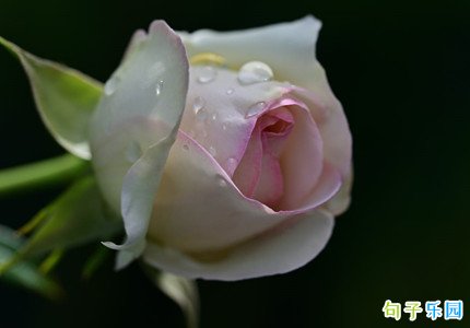 ��¶ף���ľ��� ��¶����ף����