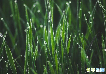 寒露的文案温柔 寒露节气优美句子短句大全