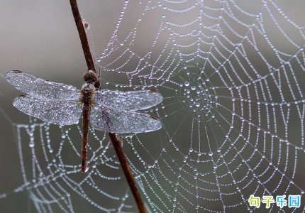 ��¶�����İ� ��¶�ʺ�˵˵����
