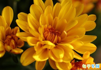 重阳节快乐文案素材 祝大家重阳节快乐抖音文案