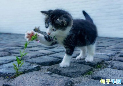 ����ǩ���İ��ɰ� ����˼������ǩ��
