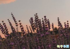 ���������İ� �����ر����Ķ̾���
