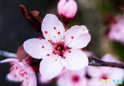 让人一见倾心的小句子短句