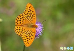�ж����İ����� 2022�ж��ڸ߼��İ�