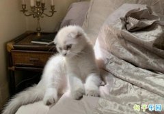 �����İ����� ����������ǩ��
